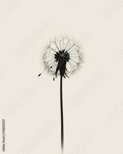 Back dandelion head with flying seeds on white  background.