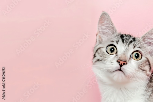 funny cat peeking from the right side of the frame, close up view on light pink background

