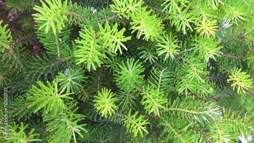 Abies holophylla, also called needle fir or Manchurian fir, is species of fir native to mountainous regions of Korea, southern Ussuriland, and China in provinces of Heilongjiang, Jilin, and Liaoning. photo