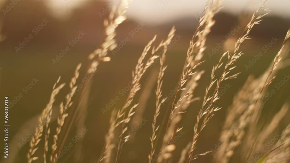 Close-up of blades of grass illuminated by sunlight, with the background blurred, highlighting the textures of the plants Close-up of blades of grass illuminated by sunlight, with the background blurred, highlighting the textures of the plants