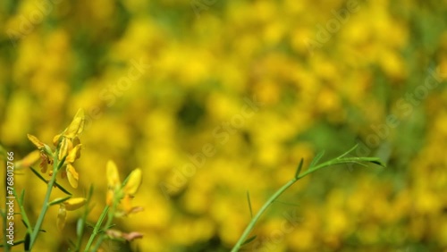 Genista tinctoria, dyer's greenweed or dyer's broom, is species of flowering plant in family Fabaceae. Its other common names include dyer's whin, waxen woad and waxen wood.