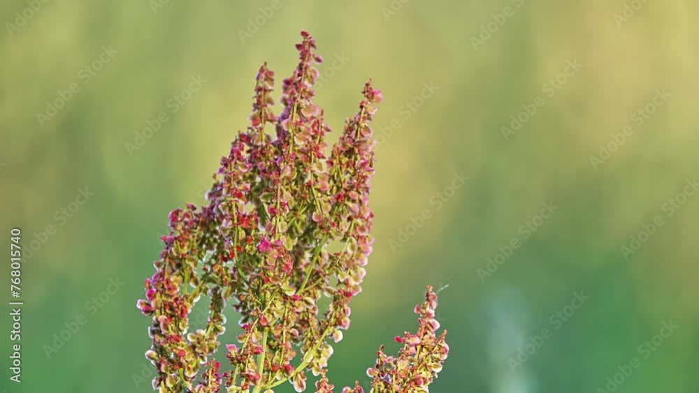 Common sorrel or garden sorrel (Rumex acetosa), often simply called ...