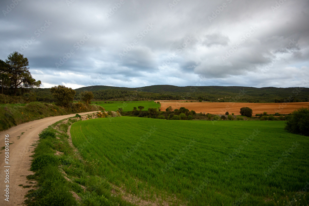 Fototapeta premium Green field in the evening 