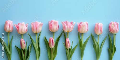 nine soft pink tulips laying on blue background with an attractive image, TULIPS occupy less than half of the background #768016364
