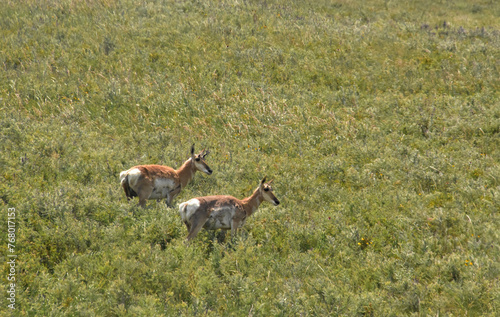 Fototapeta Naklejka Na Ścianę i Meble -  Pair of American Antelope Does on the Plains
