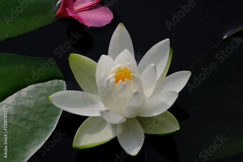 梅宮大社神苑の池に咲く睡蓮の花