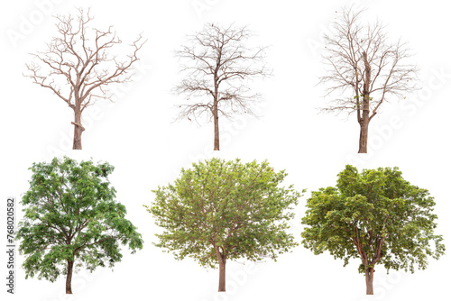 Trees no background for design
