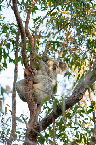 A koala is sitting on a tree branch