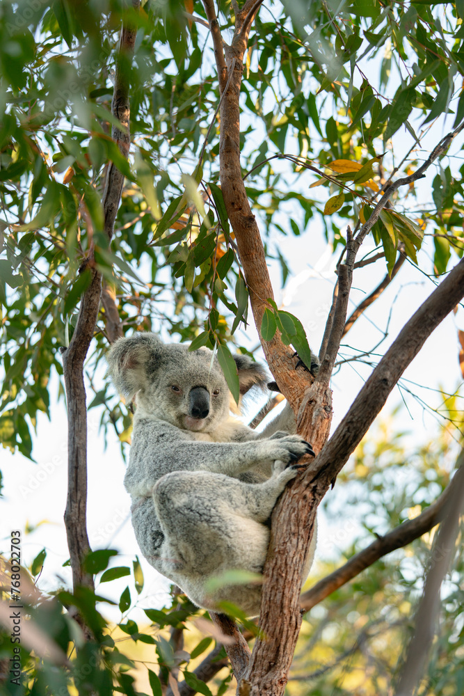 Fototapeta premium A koala is sitting on a tree branch