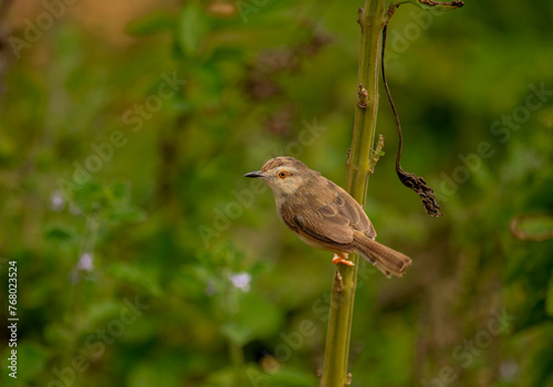 Wallpaper Mural a small plain prinia bird perched at the end of a wood. plain prinia Torontodigital.ca