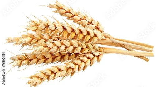 Wheat on White Background. Food, Isolated, Crop, Rye, Flour, Bread, Spike, Barley, Farm, Seed, Closeup, Plant, Pasta, Grass, Harvest, Ingredient, Yellow, Ripe, Healthy, Organic
