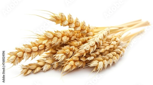 Wheat on White Background. Food, Isolated, Crop, Rye, Flour, Bread, Spike, Barley, Farm, Seed, Closeup, Plant, Pasta, Grass, Harvest, Ingredient, Yellow, Ripe, Healthy, Organic 