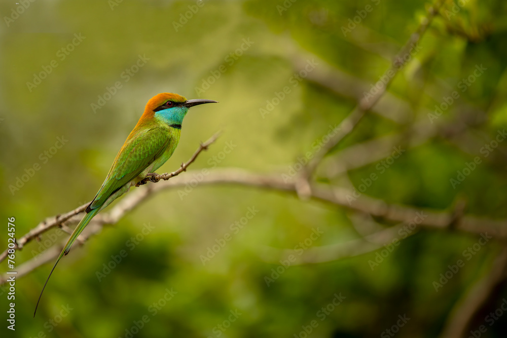 Fototapeta premium The blue-tailed bee-eater (Merops philippinus) is a near passerine bird in the bee-eater family Meropidae. It is widely distributed across South and Southeast Asia,Bird in Thailand.