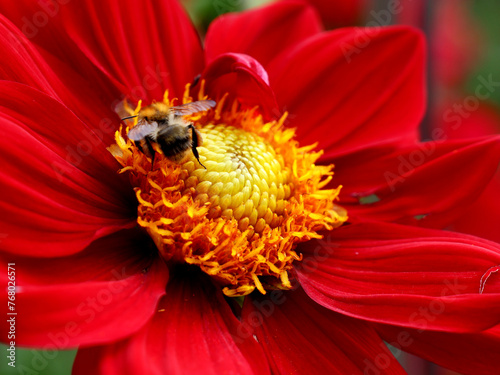 Die Nahaufnahme einer Biene in der roten Blüte einer Dahlie