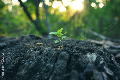 Lush green plant emerging from old tree stump in middle of wooded forest area