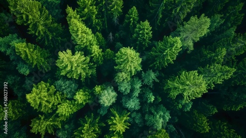 Lush treetops form a dense green canopy in an aerial forest landscape  symbolizing nature s tranquility.