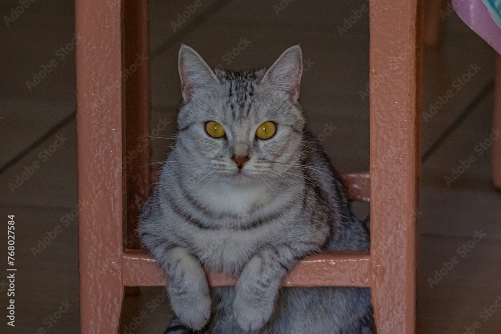 grey cat of the Scottish breed