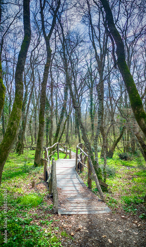 Obraz premium National Park Ropotamo Bulgaria. Wooden bridge leads to the Ropotamo river crossing green spring forest. 