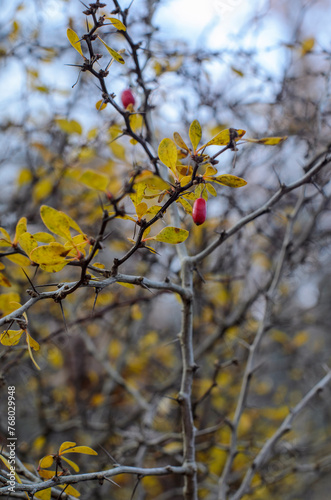 Branch of Japan Burberry, Berberis With Reaper Red Fruits. Yellow autumn leaves in the background. High-quality photo