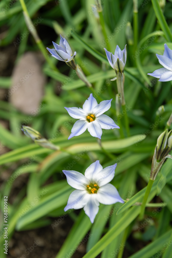 Obraz premium Springstar or Ipheion Uniflorum plant in Saint Gallen in Switzerland