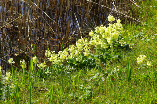 Close up yellow flowers of true oxlip (Primula elatior), primrose family Primulaceae in the grass at the waterfront with old reeds. Spring, March photo