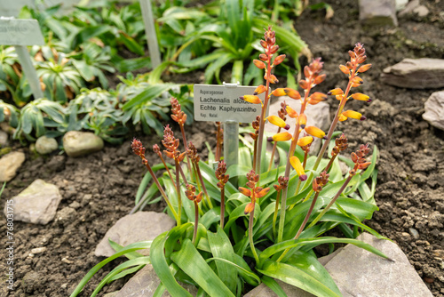 Lachenalia Aloides plant in Saint Gallen in Switzerland photo