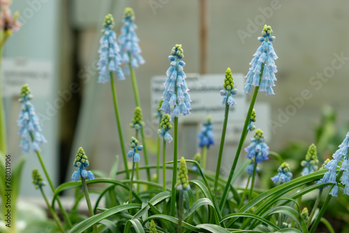 Chalus grape hyacinth or Muscari Pseudomuscari plant in Saint Gallen in Switzerland photo