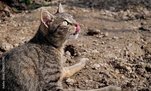 A cat licks its chops in anticipation of prey
