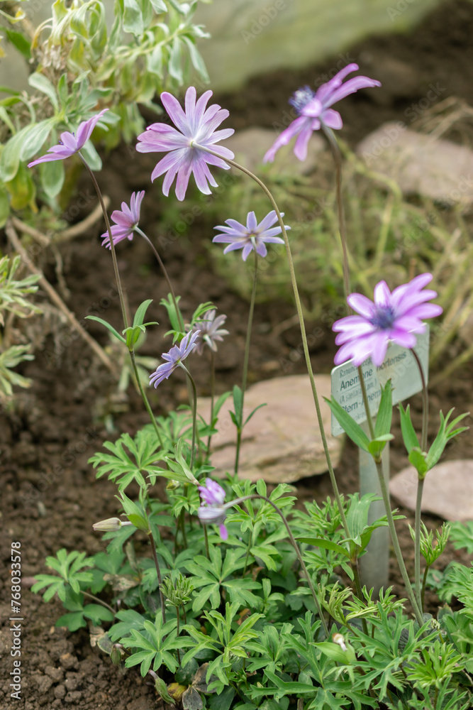 Broad leaved anemone or Anemone Hortensis plant in Saint Gallen in Switzerland Broad leaved anemone or Anemone Hortensis plant in Saint Gallen in Switzerland