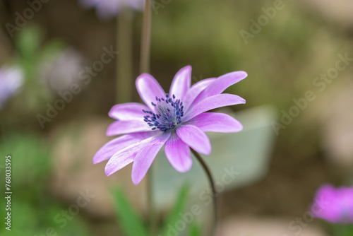 Broad leaved anemone or Anemone Hortensis plant in Saint Gallen in Switzerland