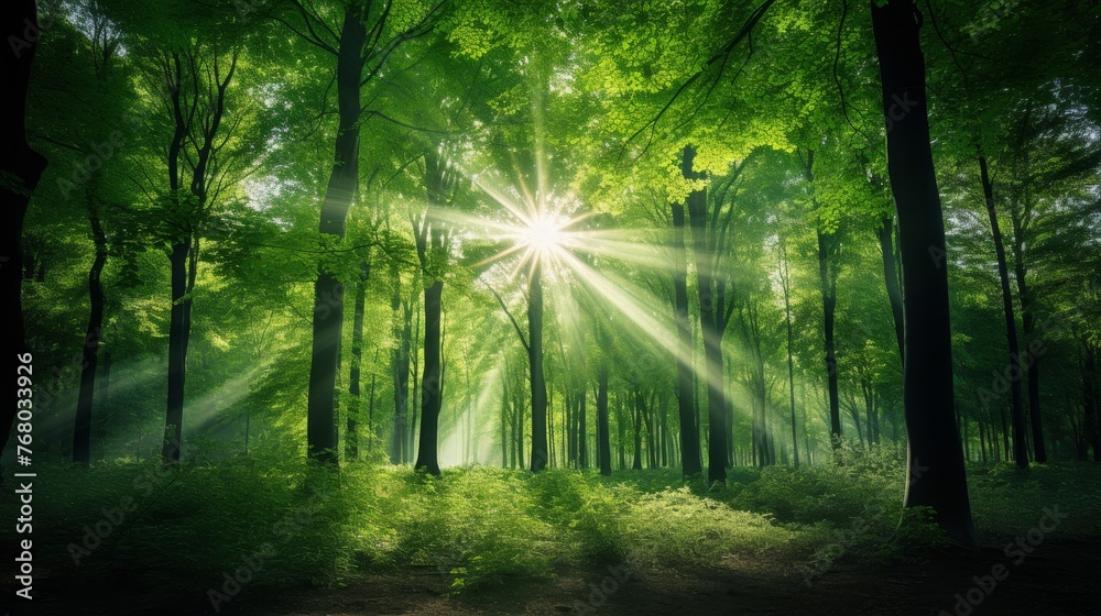 Fototapeta premium Green Forest of Beech Trees, looking up.