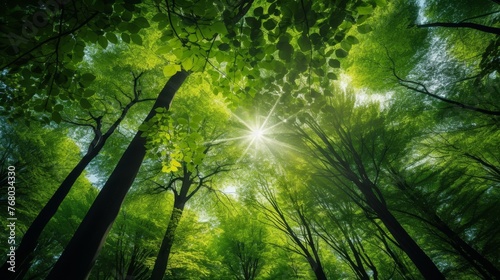 Green Forest of Beech Trees, looking up.  © Media Srock