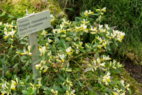 Polygala Chamaebuxus plant in Saint Gallen in Switzerland photo