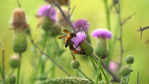 honey bee collecting nectar from Texas purple thistle flower. Bee collecting flower pollen. bees collects pollen from flowers. slow motion