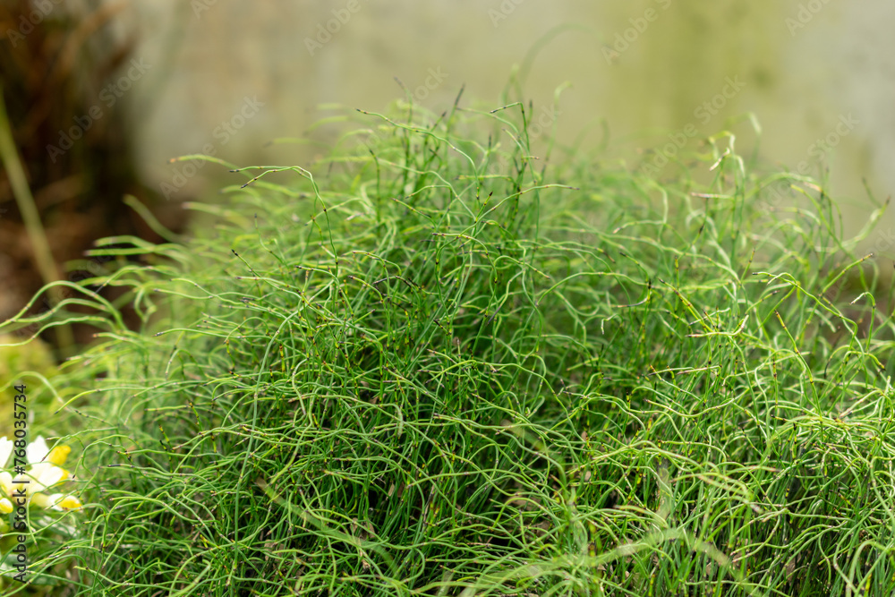 Dwarf horsetail or Equisetum Scirpoides plant in Saint Gallen in Switzerland Dwarf horsetail or Equisetum Scirpoides plant in Saint Gallen in Switzerland