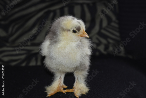 cute baby  Brahma chicken with feathered legs
