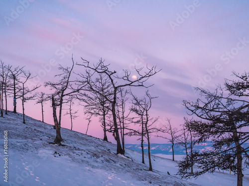 Tree silhouettes against the purple sky and full moon in dusk at sunset. Olkhon island, Khuzhir. Winter landscape.