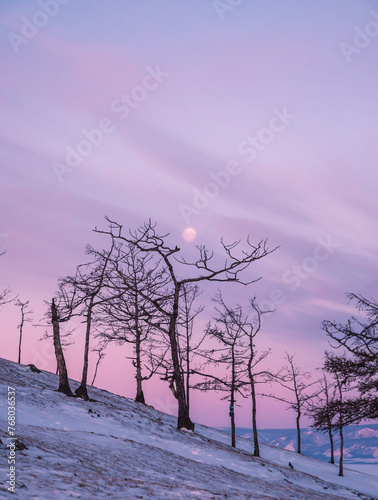 Tree silhouettes against the purple sky and full moon in dusk at sunset. Olkhon island, Khuzhir. Winter landscape. © Евгений Бахчев