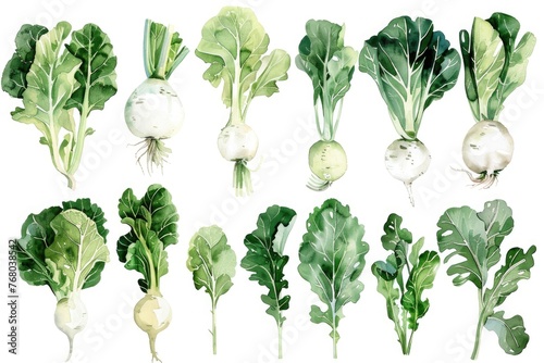 Farmfresh watercolor collection of turnips, collard greens, and endive leaves, displayed on a white background for crafting and digital design work photo