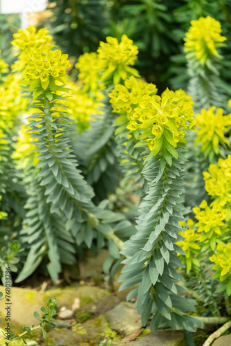 Gopher spurge or Euphorbia Rigida plant in Saint Gallen in Switzerland