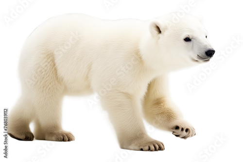 walking ursus 3 background bear maritimus old polar months white cub animal isolated on furry fur young vertical wild cute mammal wildlife baby vertebrate portrait alone no people front view
