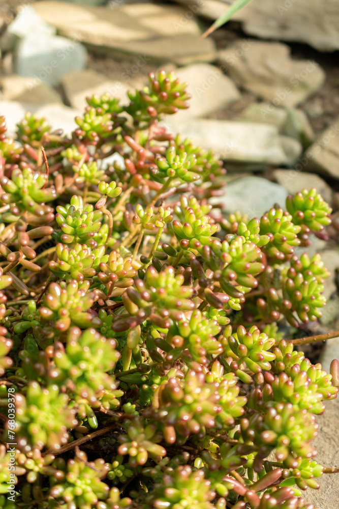 Jelly beans or Sedum X Rubrotinctum plant in Saint Gallen in Switzerland Jelly beans or Sedum X Rubrotinctum plant in Saint Gallen in Switzerland