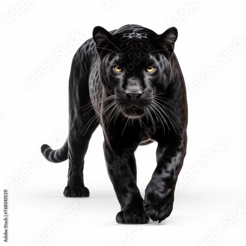 Black panther isolated on white background © Michael Böhm