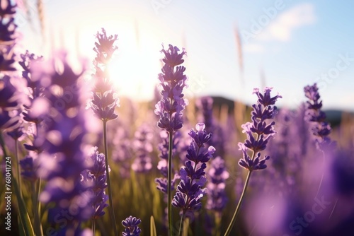 A wide angle shot of a field of purple lavender swaying in the wind, the sun shining through the petals creating a beautiful contrast between the purple and the green grass
