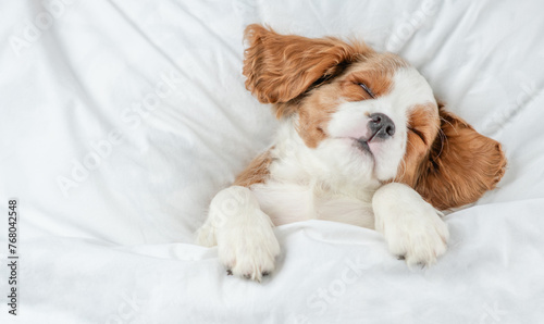 Cute eared Cavalier King Charles Spaniel puppy sleeps on a bed at home. Top down view. Empty space for text