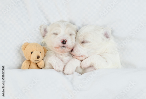 Two cute white Lapdog puppies sleep with toy bear under warm blanket on a bed at home. Top down view