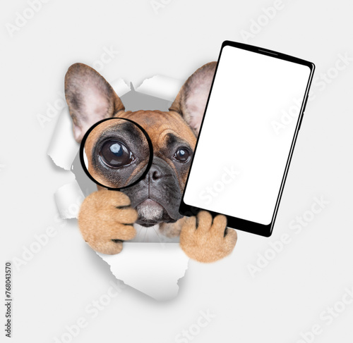 French bulldog puppy looks thru the magnifying lens looks through the hole in white paper and holds big smartphone with white blank screen in it paw