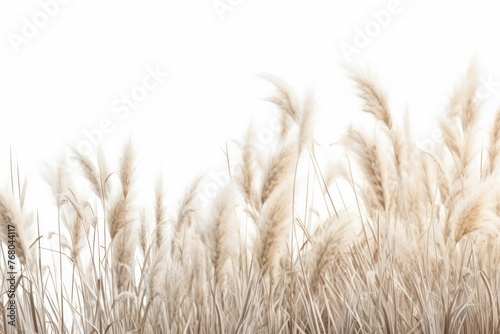 A close up of a field of wild grasses with its various shapes and textures, isolated on white background