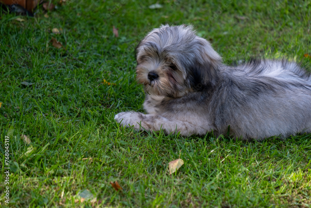 A fluffy gray and white puppy rests on green grass, exuding calm and cuteness, ideal for themes of animal care and adoption, and waiting for new home. A fluffy gray and white puppy rests on green grass, exuding calm and cuteness, ideal for themes of animal care and adoption, and waiting for new home.
