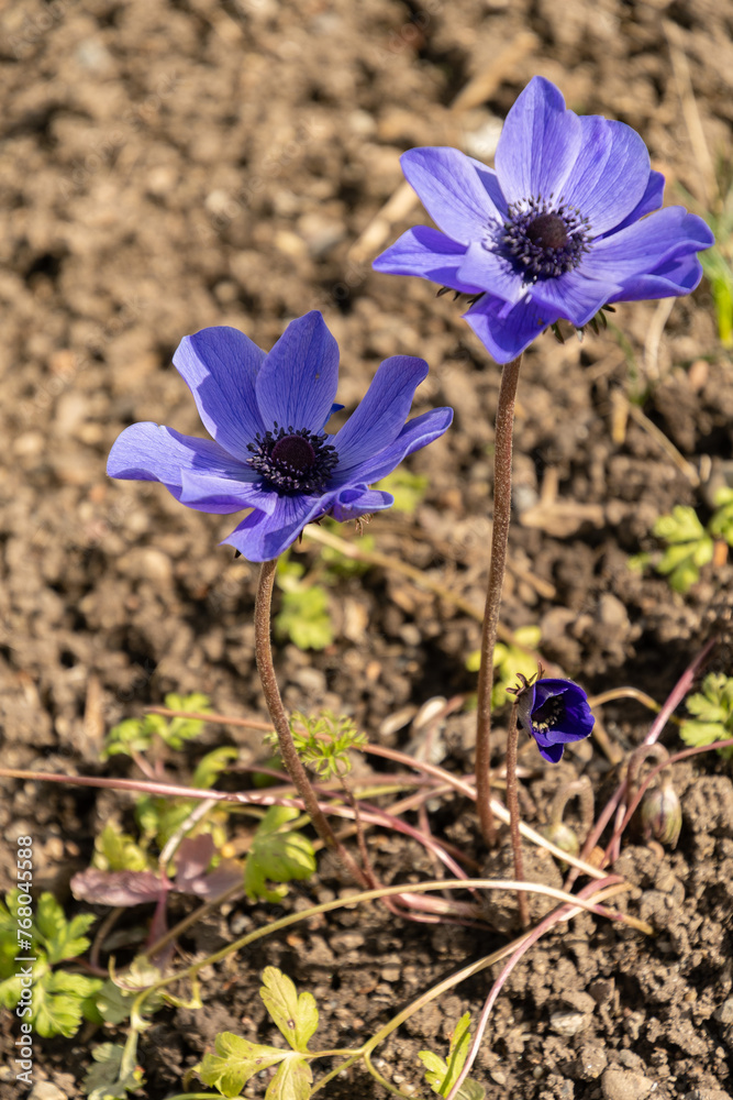 Anemone Coronaria plant in Zurich in Switzerland Anemone Coronaria plant in Zurich in Switzerland